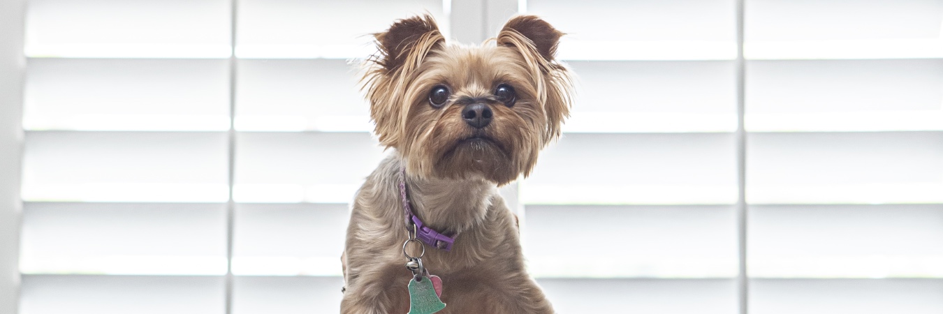 Dog in front of interior shutters in Dover